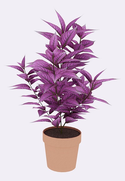 What Is A Persian Shield Plant? Purple Perfection!