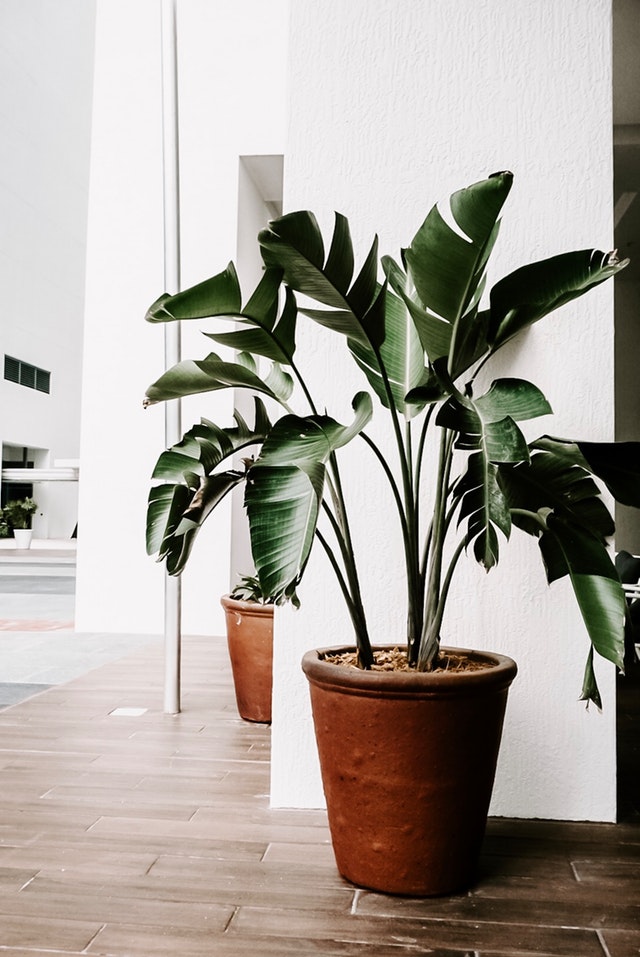 12 Houseplants for a Healthy Home