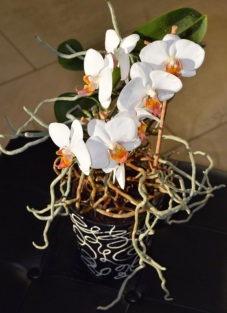 trimming orchid roots