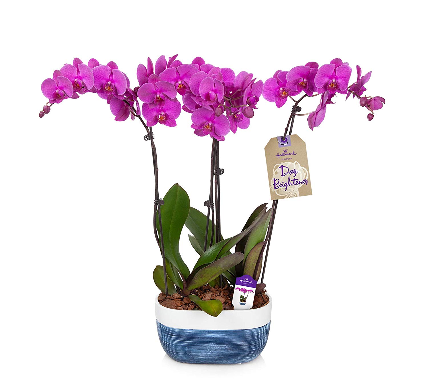 hallmark flowers purple orchid