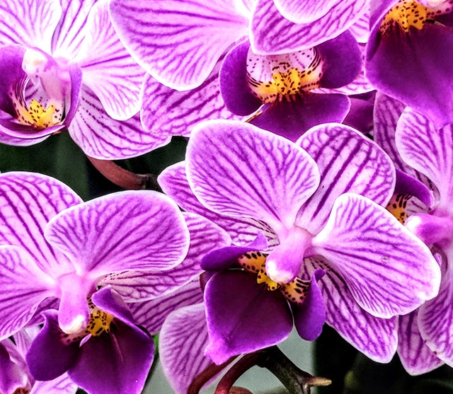 indoor orchid care maintenance