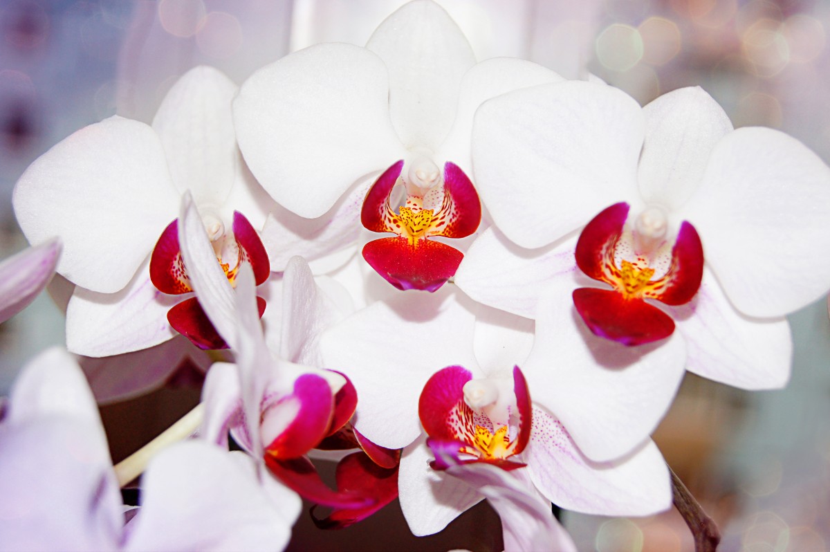 gorgeous orchids