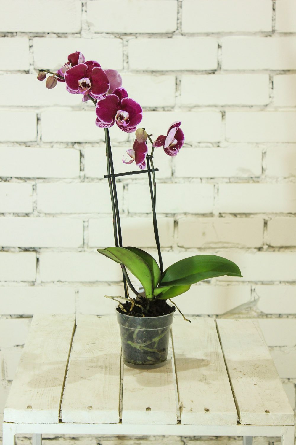 proper orchid pots