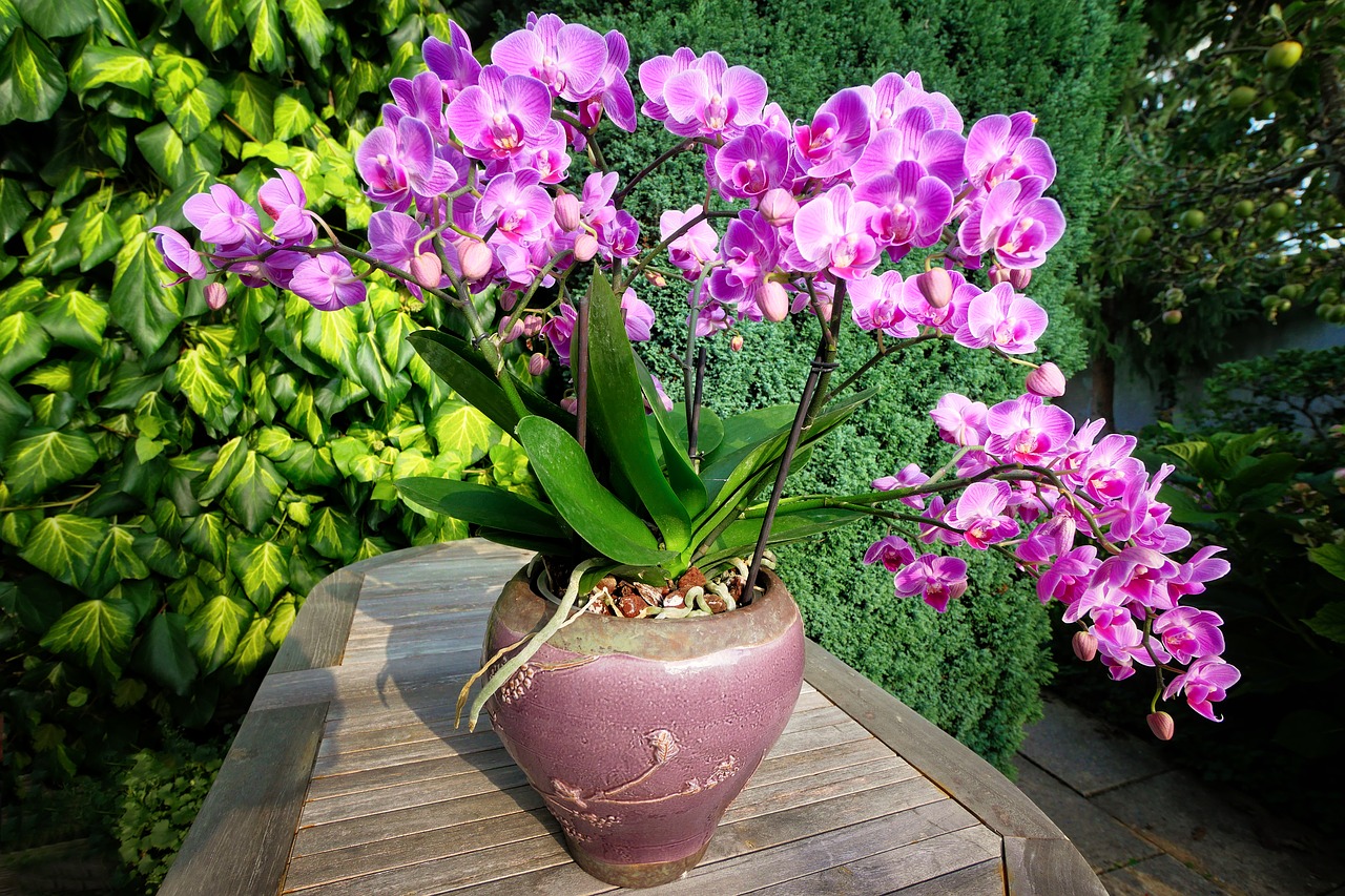 trimming orchid roots