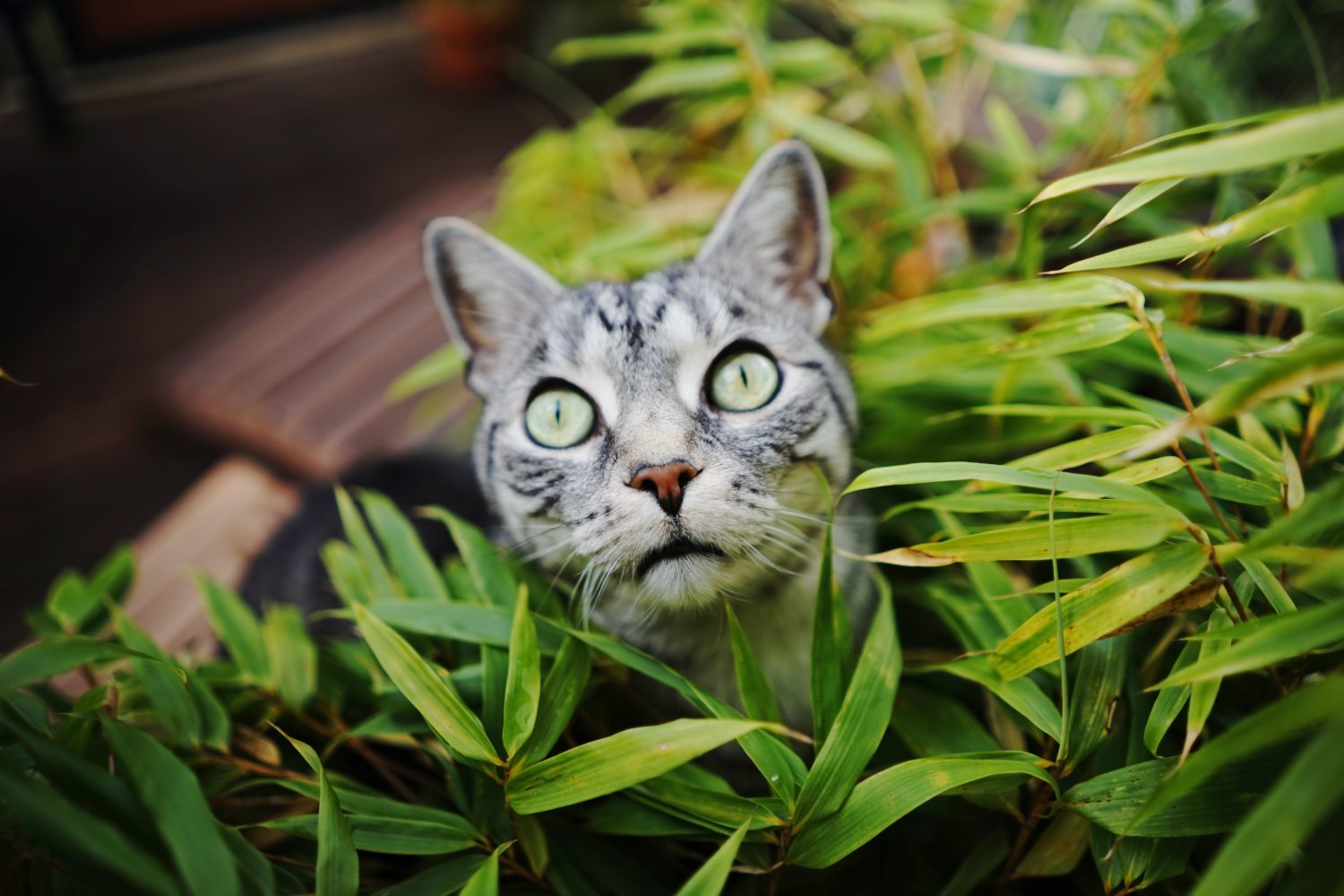 houseplants that are safe for cats