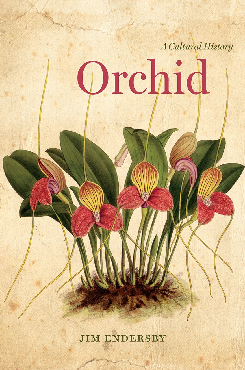 orchid history
