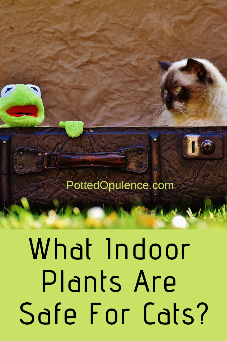 safe houseplants for cats