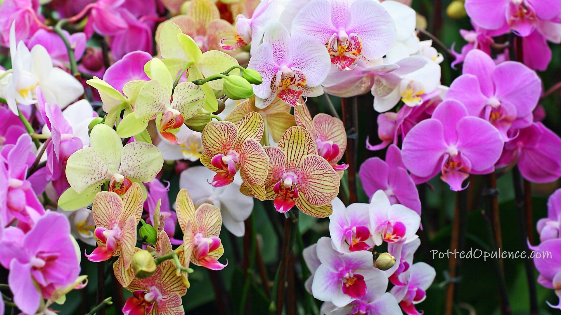 orchid wisdom