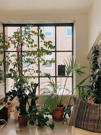 houseplants for a healthy home