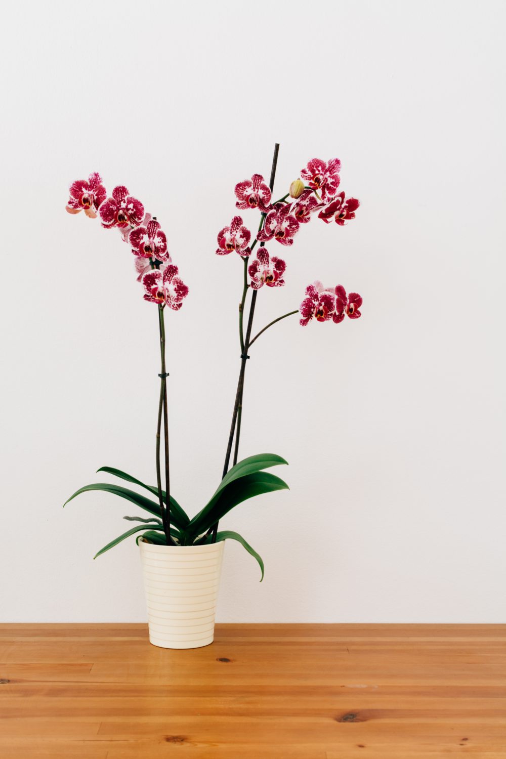 Orchid Pots – Choosing The Right One