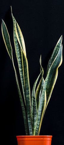 What Is A Snake Plant?