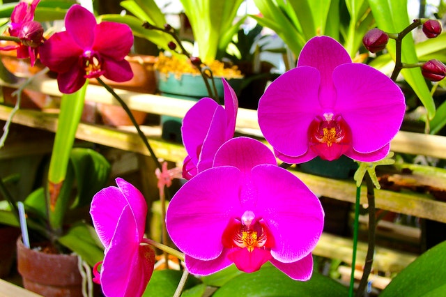 Live Orchid Plants For Sale