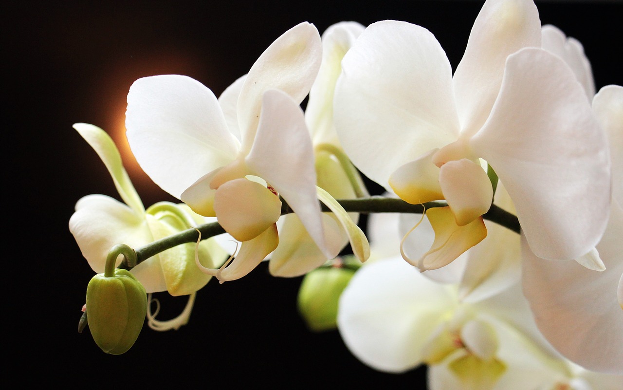 Orchid Wisdom: Uniqueness & The Beauty of Simplicity